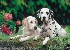 Puzzle 1000 DALMATYNCZYKI DALMATIANS jigsaw NEW NOWE TREFL *JBook