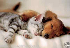 PUZZLE 100 SPIACE ZWIERZAKI Trefl sleeping pets jigsaw *JBook