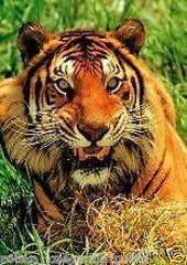 Puzzle 260 TYGRYS TIGER jigsaw NEW dla dzieci for kids dispatch 24h! *JBook