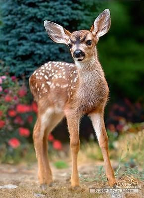 PUZZLE 120 DEER jigsaw JELONEK CASTORLAND  *JBook