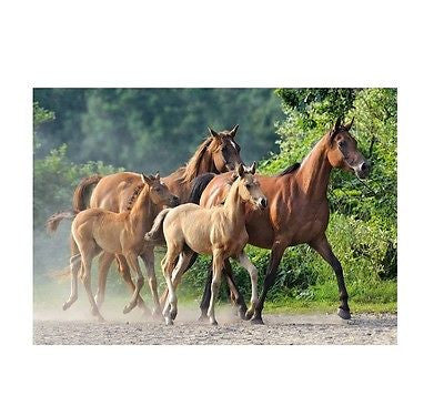 Puzzle 2000 BIEGNACE KONIE PUREBRED ARABIANS horses  jigsaw NEW NOWE C*JBook