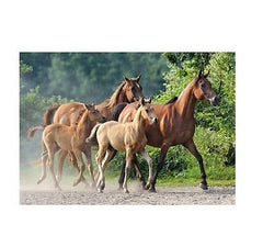 Puzzle 2000 BIEGNACE KONIE PUREBRED ARABIANS horses  jigsaw NEW NOWE C*JBook