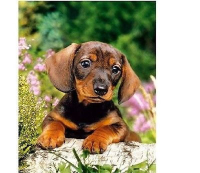 PUZZLE 120 PUPPY LOOKING FOR THE MASTER jigsaw JAMNICZEK CASTORLAND *JBook